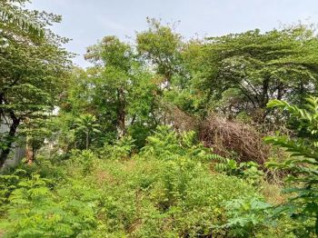 Jual Tanah hunian 1200 M2 jl manggis Persari Ciganjur jaksel