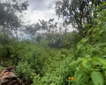 Sell Tanah: Properti Tanah Kebun