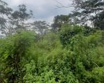 thumbnail-sell-tanah-properti-tanah-kebun-4