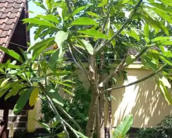 Rumah Untuk keluarga tercinta