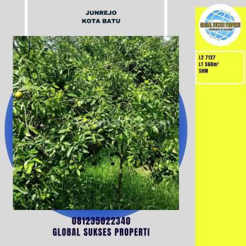 Tanah Subur Kebun Jeruk Harga Baik Di Junrejo Kota Batu.