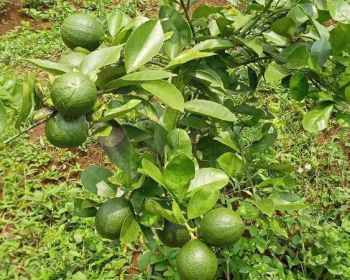 Sell Tanah: Jual Kebon Lemon