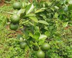 thumbnail-sell-tanah-jual-kebon-lemon-0