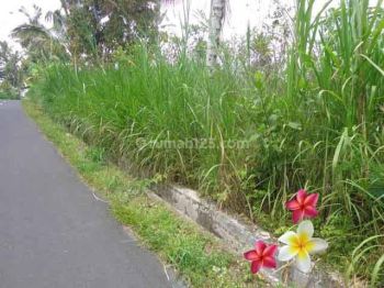 Jtu 728, Tanah 26 Are Cocok Investasi Villa di Tegallalang Bali