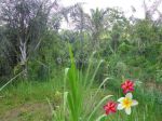 thumbnail-jtu-728-tanah-26-are-cocok-investasi-villa-di-tegallalang-bali-3