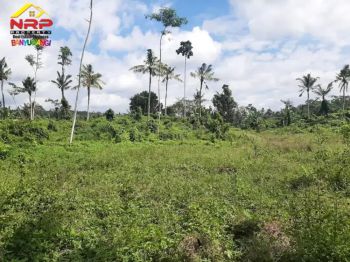 Dijual Tanah Kebun di Desa Leces, Paspan - Glagah Banyuwangi