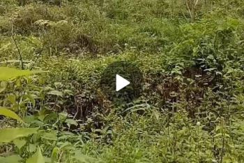 Dijual tanah kebun murah di ketinggian pegunungan Wonosalam, Jombang