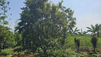 Jual Kebun Alpukat Miki Dibawah NJOP, SHM lokasi 5 km IPB Dramaga