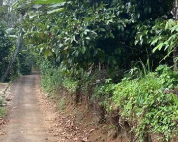 Tanah Kebun Manggis Pinggir jalan di Wanayasa Purwakarta Dijual Murah