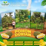 thumbnail-kavling-wisata-perkebunan-durian-terbesar-di-bogor-timur-4
