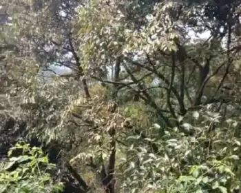 DIJUAL LAHAN 200HA SHM KEBON DURIAN LEUWISADENG BOGOR JAWA BARAT