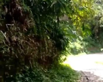 Jual tanah murah LT 8000m², girik, nempel jalan desa