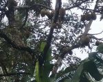 thumbnail-jual-lahan-murah-lt-5000m2-girik-ada-air-terjun-dan-pohon-durian-3