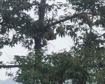 thumbnail-jual-lahan-murah-lt-5000m2-girik-ada-air-terjun-dan-pohon-durian-4