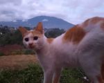 thumbnail-lokasisemi-villa-view-gunung-salakada-aliran-sungai-ngalir-di-bogor-2