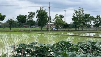 Dijual Sawah Prospek Bagus