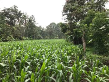 Jual Tanah SHM 2100 m2 untuk Investasi