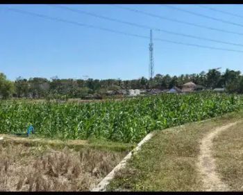 DIJUAL TANAH SAWAH DEKAT BANDARA YIA