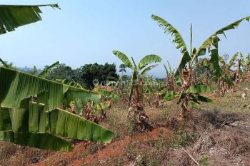 Tanah luas strategis cocok utk perumahan daerah Padasuka