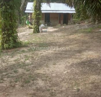 Di Jual Kebun Sawit Di Area Kampar Dekat Danau Bingkuang