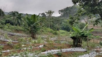 Di Jual Kebun Murah LT 5684m2