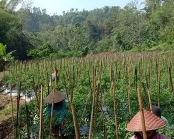 Dijual Tanah Kebun Cocok Buat Invest Di Jalur Pantai Selatan Garut