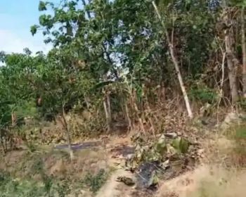 Jual tanah kebun jati barang x buat investasi cocok untuk tanam