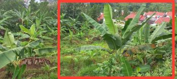 [TANAHMURAHSEMARANG] kavling Perumahan Watu Gong pudak payung