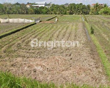 TANAH DENGAN VIEW SAWAH DI MARGA TABANAN