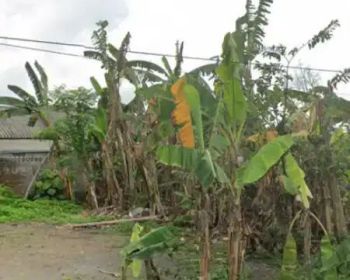 Deket gantalan minomartani kec.ngaglik