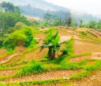 Tanah Sukamakmur Bogor Murah dan Luas 9000m² Dekat Smp Pgri Sukamakmur