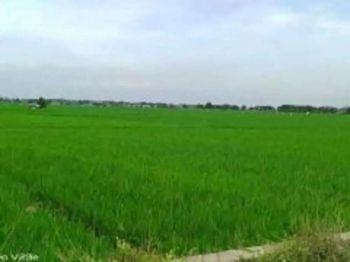 Sawah subur lumbung padi pinggir jln mobil lokasi pamanukan subang
