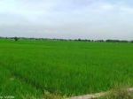 thumbnail-sawah-subur-lumbung-padi-pinggir-jln-mobil-lokasi-pamanukan-subang-0