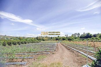 Dijual Tanah di Situnggaling Daerah Pariwisata Nasional Jalan Raya Tongging -