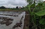 thumbnail-tanah-view-sawah-lingkungan-villa-termurah-di-sukawati-12