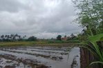 thumbnail-tanah-view-sawah-lingkungan-villa-termurah-di-sukawati-7