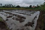 thumbnail-tanah-view-sawah-lingkungan-villa-termurah-di-sukawati-8