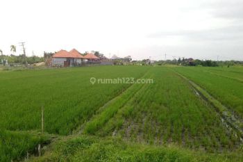 Tanah:1000 M2(10 are ) super langka full view sawah super langka siap Bangun Di