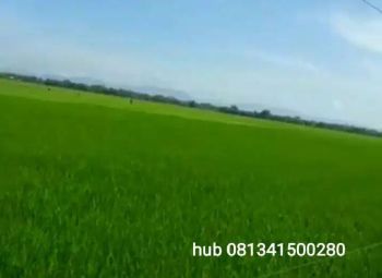 Sawah produktif di jual murah .
