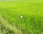 thumbnail-sawah-produktif-di-jual-murah-3