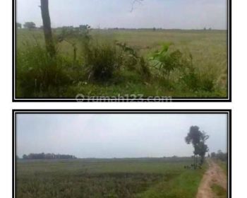 JUAL TANAH MURAAH JL: PAGADEN SUBANG JAWA BARAT