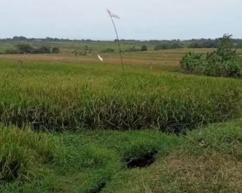 Jual Tanah 9are dkt Pantai Kelating