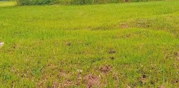 Dijual Kavling Siap Bangun Cluster Picadily Lippo Cikarang Jalan Utama