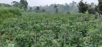 Dijual tanah perkebunan di Cisarua Lembang