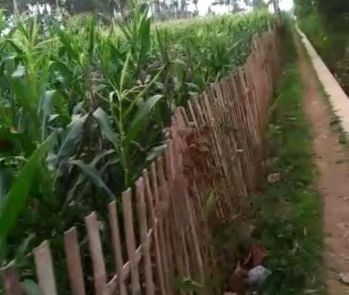 Dijual Tanah Siap Bangun Poncokusumo Malang Cocok Untuk Villa
