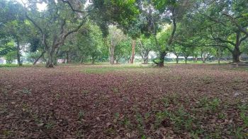 Dijual Tanah Kebun M U R A H Jl. Pondok Ranggon, Jakarta Timur