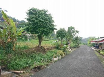 Tanah Sersan Bajuri 4 Jt-an/m2 ,