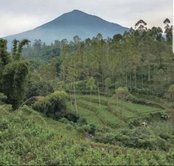Tanah lahan perumahan, resort, pesantren, boarding school, pertanian