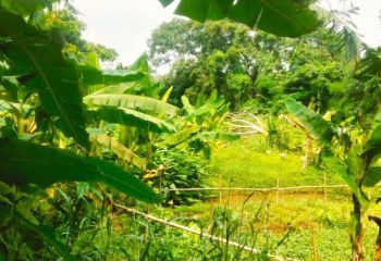 Tanah Parung 7003m Murah Hanya 1,1 Jt Dekat Ciplaz Parung Ramayana