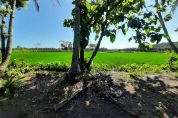 Depan RS Rizky Amalia Kulonprogo Cocok Kost, Homestay, Investasi